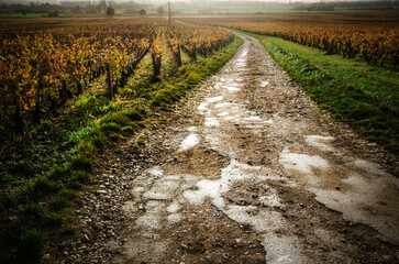 chemin entre les vignes en automne en Bourgogne