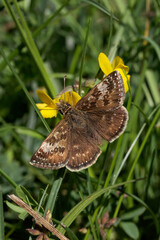 A Dingy Skipper Butterfly nectaring on Horseshoe Vetch.