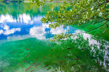 It's Lake with fish swimming within