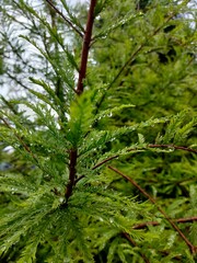 green pine needles