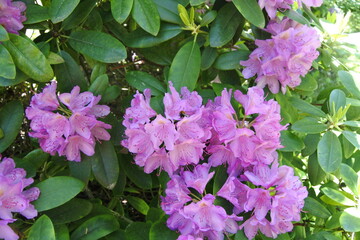 Rhododendron - Lache mit uns