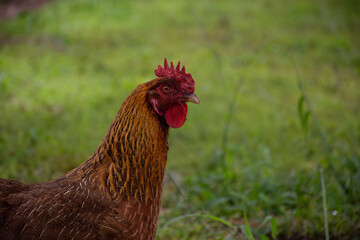 Portrait of backyard hen