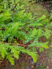 green fern leaves