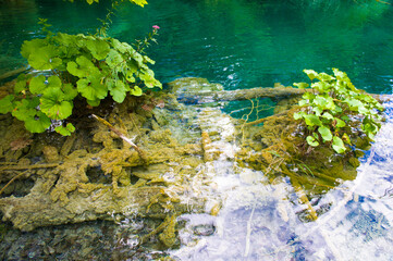 It's Transparent river in the forest, beautiful view. Plitvice Lakes National Park, the largest national park in Croatia