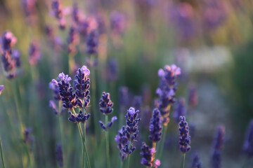 Obraz premium lavender flowers in the garden