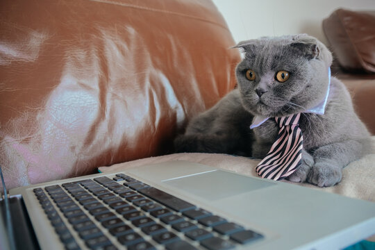 Grey Scottish Fold Cat Working From Home