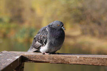 Grey and sad pigeon.