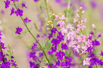 Summer background with flowers. Purple and pink wild flowers