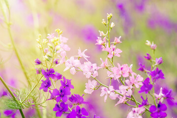 Summer background with flowers. Purple and pink wild flowers