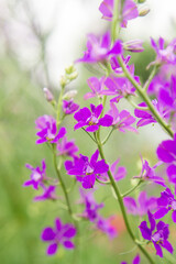 Fototapeta premium Purple and pink wildflowers. Summer photo