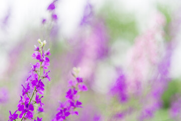 Naklejka na ściany i meble Summer background with flowers. Purple and pink wild flowers