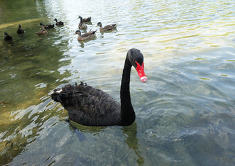 Feeding beautiful black swan on lake
