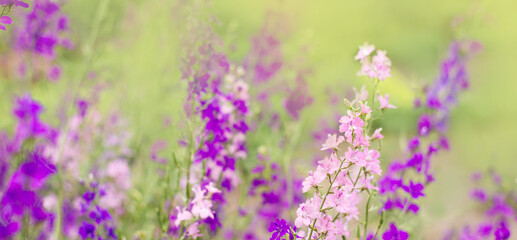Purple and pink wildflowers. Summer photo