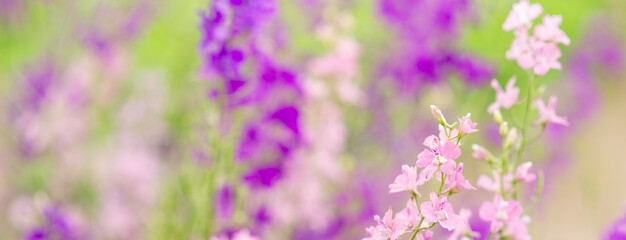 Summer background, banner with flowers with space for text. Purple and pink wild flowers