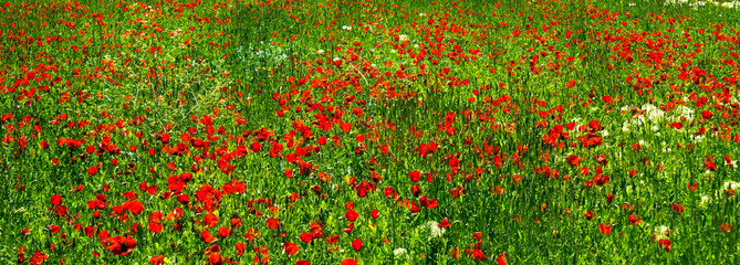 Field of red wild tulips