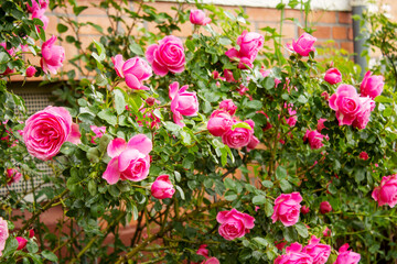 Rose petals with the famous Rosa Centifolia Foliacea, the Provence Rose or Cabbage Rose