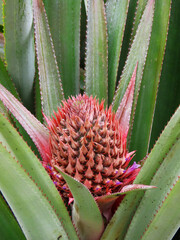 Obraz premium Red pineapple with surrounding green leaves.