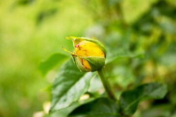 Close-up of a yellow rose bud with water drops on the petals
