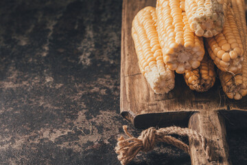 Ripe corn on dark background.