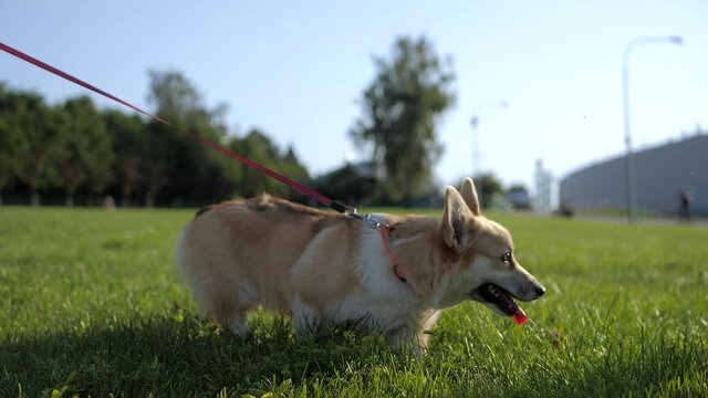 Close up view of Welsh Corgi Pembroke on a leash going through green lawn. Beige or blonde color of the corgi dog. 