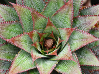 Red pineapple with surrounding green leaves.