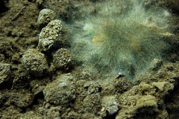  Mold on green earth in botany