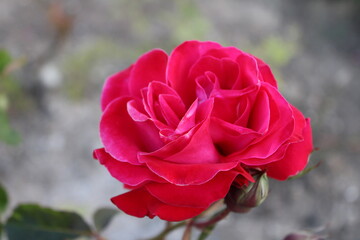 Red rose