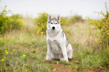 Naklejka na ściany i meble A young Siberian Husky is sitting at a pasture. The dog has grey and white fur; his eyes are brown. There is a lot of grass, green plants, and yellow flowers around him; the sky is grey..