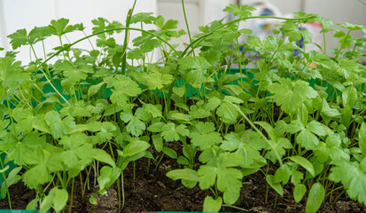 young and fresh herbs with dew drops. Green parsley with drops on the leaves. Wet parsley.
