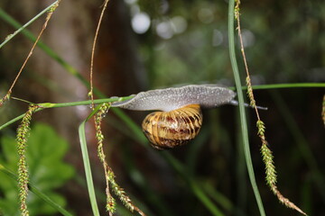 snail on a leaf