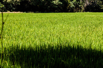 Rice crops in Colombia