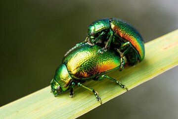 Cetonia aurata. Green-golden beetle on a leaf of grass. Close-up.