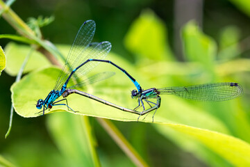 Two dragonflies on a green leaf. Close-up.