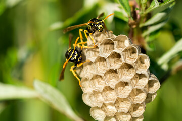 Two paper wasps at the nest. Close-up.