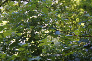 Bl&uuml;ten der Gartenheidelbeere - Sterne gibt es auch am Tag