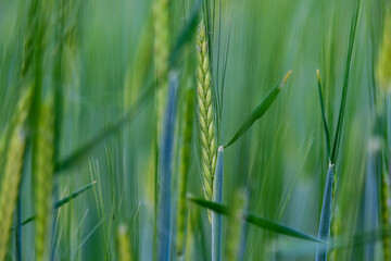 young green rye in a field macro.  Secale Cereale