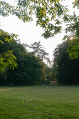 green grass and trees