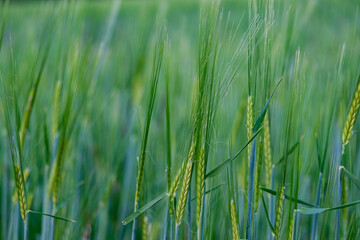 Obraz premium young green rye in a field macro. Secale Cereale