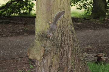 squirrel on a tree