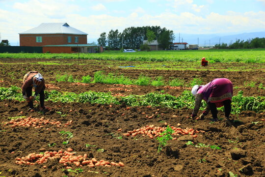 Farmers Gathering Potato Harvest In The Farmlands