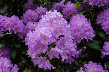 Fototapeta premium Violet hydrangea for large beautiful flowers