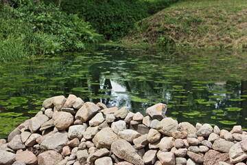 A beautiful forest pond overgrown with green water Lily leaves on a summer day, view from cobblestones dam