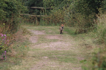 walking in the woods