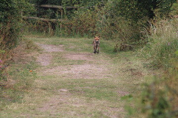 Fototapeta premium walking in the woods