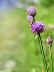 Bee on a flower in a summer meadow