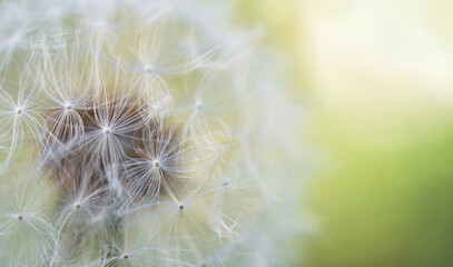 Fototapeta premium Dandelion close-up