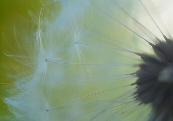 Dandelion close-up