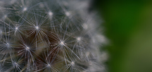 Dandelion close-up