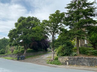 Old trees and stone walls, next to a road in, Heaton, Bradford, UK