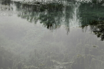A mysterious overcast swamp